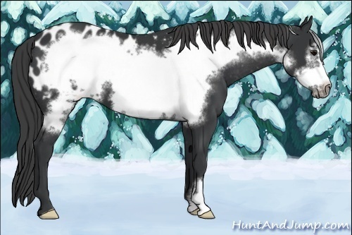 Horse Color:Black Frame Appaloosa 