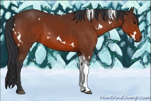 Horse Color:White Spotted Brown Tobiano 