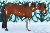 Horse Color:White Spotted Brown Tobiano 