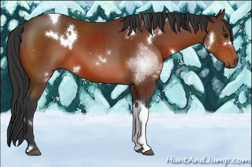 Horse Color:White Spotted Bay Tobiano 