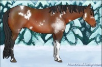 Horse Color:White Spotted Bay Tobiano