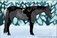 Horse Color:Black Tobiano Rabicano
