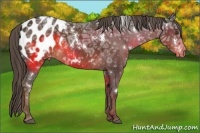 Horse Color:White Spotted Liver Chestnut Ice Appaloosa