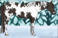 Horse Color:White Spotted Liver Chestnut 