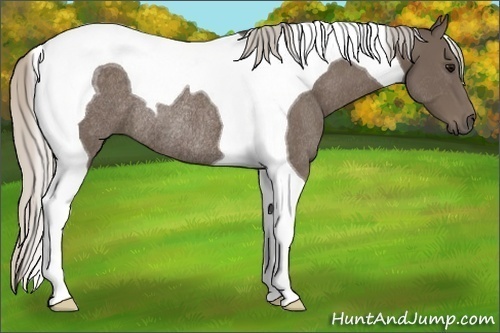 Horse Color:Silver Black Tobiano Rabicano 
