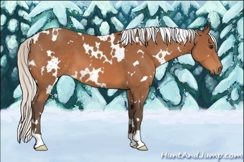 Horse Color:White Spotted Silver Bay