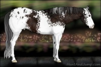 Horse Color:White Spotted Bay Ice Appaloosa 