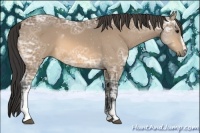 Horse Color:White Spotted Buckskin Ice 