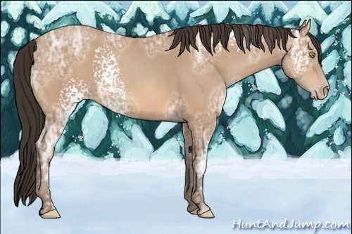 Horse Color:White Spotted Amber Champagne Ice
