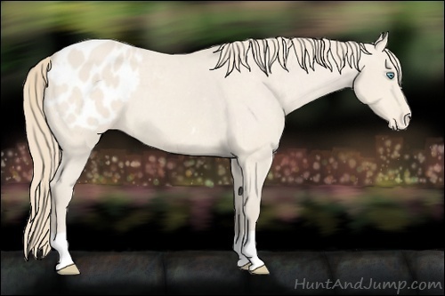 Horse Color:Perlino Roan Appaloosa 