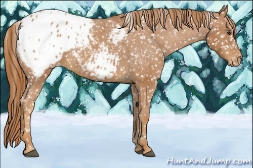 Horse Color:Chestnut Appaloosa 