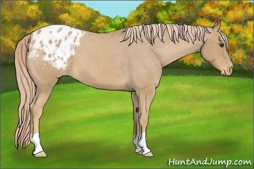 Horse Color:Palomino Roan Blanket