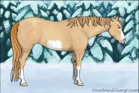 Horse Color:Gold Champagne Roan Splash Frame 