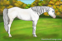 Horse Color:Gray Amber Cream Champagne Roan Splash Frame Rabicano