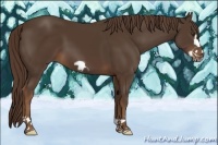 Horse Color:Liver Chestnut Frame