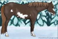 Horse Color:Liver Chestnut Frame 
