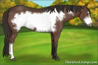Horse Color:Liver Chestnut Frame 