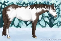 Horse Color:Liver Chestnut Frame 