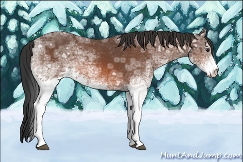 Horse Color:White Spotted Bay Ice Rabicano