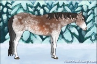 Horse Color:White Spotted Bay Ice Rabicano 