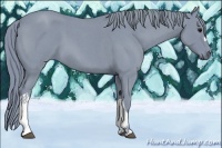 Horse Color:Watercolor Blue Roan 