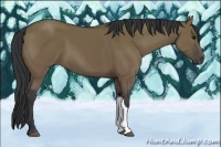 Horse Color:Grullo 