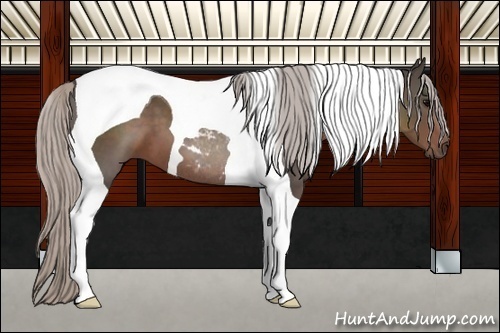 Horse Color:Silver Black Tobiano 