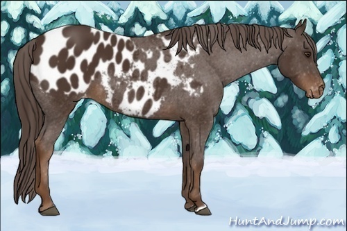 Horse Color:Liver Chestnut Appaloosa 