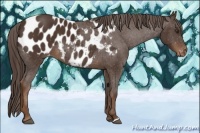 Horse Color:Liver Chestnut Appaloosa 