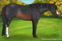 Horse Color:Brown Rabicano  and Brown Rabicano 