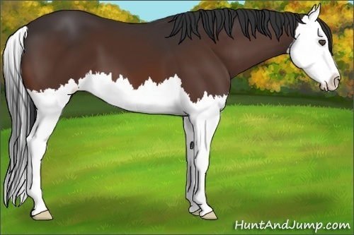 Horse Color:Bay Splash 