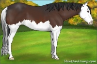 Horse Color:Bay Splash