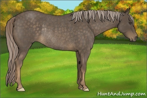 Horse Color:Chocolate Palomino Roan Frame Rabicano 
