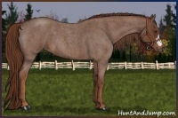 Horse Color:Red Roan 