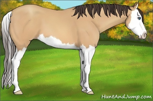 Horse Color:Amber Champagne Splash 