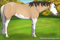 Horse Color:Amber Champagne Splash 