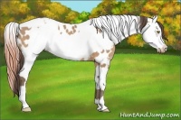Horse Color:Amber Champagne Appaloosa  and Amber Champagne Splash Appaloosa 