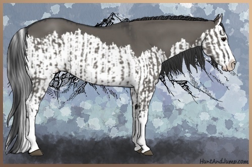 Horse Color:Grullo Sabino Splash  and Grullo Sabino Splash 