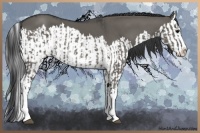 Horse Color:Grullo Sabino Splash  and Grullo Sabino Splash 