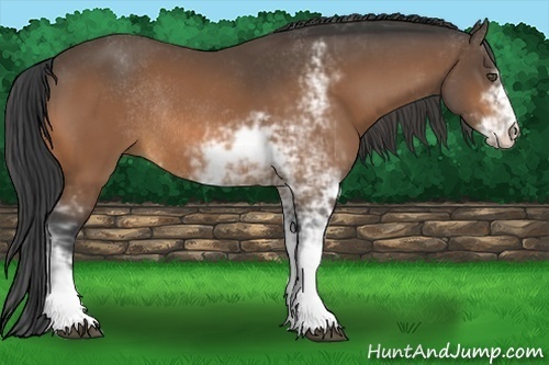 Horse Color:Buckskin Sabino Rabicano 