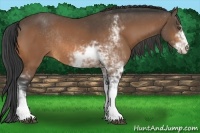 Horse Color:Buckskin Sabino Rabicano 