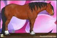 Horse Color:Bay Sabino 