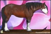Horse Color:Bay Sabino 