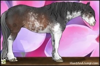 Horse Color:Brown Sabino Rabicano 