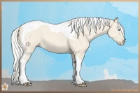Horse Color:Silver Smoky Creme Dun Tobiano 