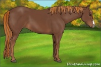 Horse Color:Painted Chestnut