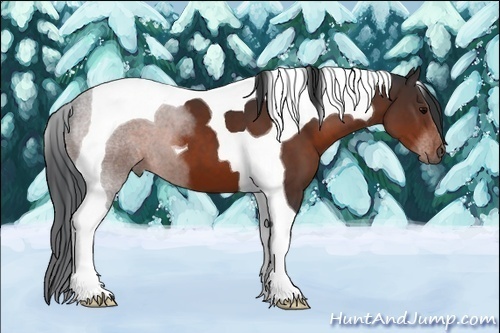 Horse Color:Brown Tobiano