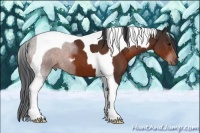 Horse Color:Brown Tobiano 
