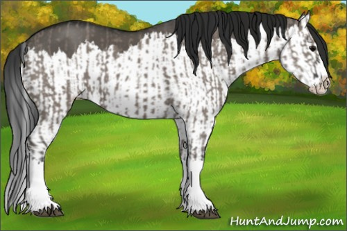 Horse Color:Grullo Sabino Splash  and Gray Grullo Sabino Splash 
