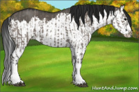 Horse Color:Grullo Sabino Splash and Gray Grullo Sabino Splash